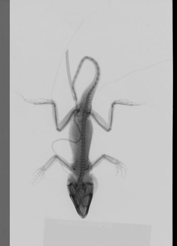 Media type: image;   Herpetology R-189320